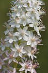 Osceola's plume <BR>Death camas <BR>Crow poison